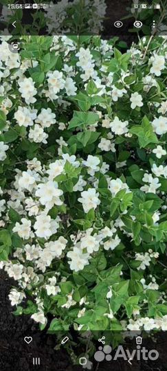 Саженцы жасмин