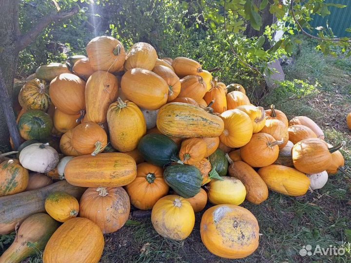 Тыква кормовая