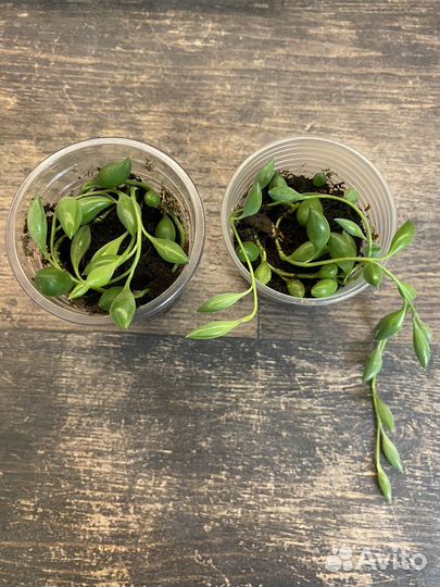 Крестовник геррейна