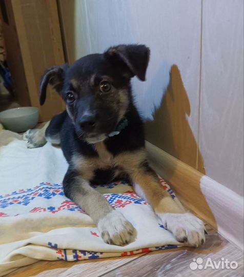 Собака, в добрые руки, щенок