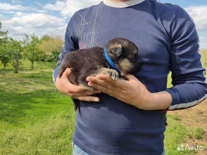 Щенки немецкая овчарка