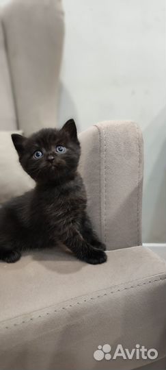 Продам шотландских котят