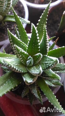 Хавортии,гастерии и другие суккуленты