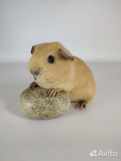 Морская свинка сливочно-кремовая панда