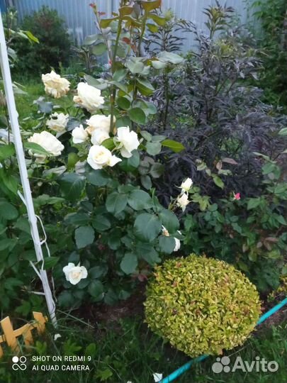 Спиреи японские Голден Принцесс и Золотой огонь