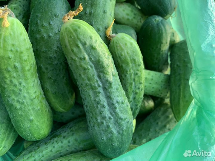 Сладкие и вкусные огурцы Герман и Фермер