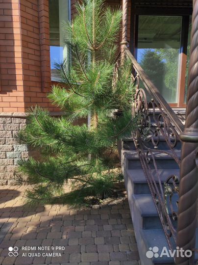 Продаю две сосны. Высота 2,5 и 3 м