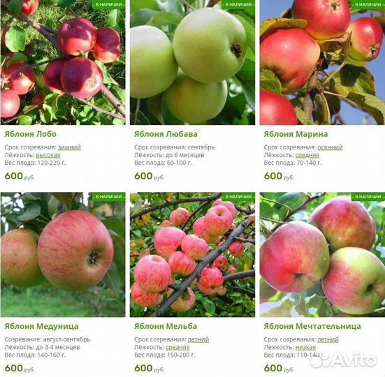 Саженцы Яблонь. Более 40 сортов. Закрытая корневая