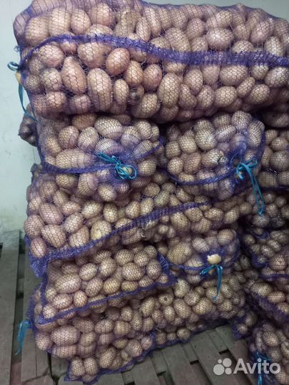 Молодой Картофель Галла,Боровичок