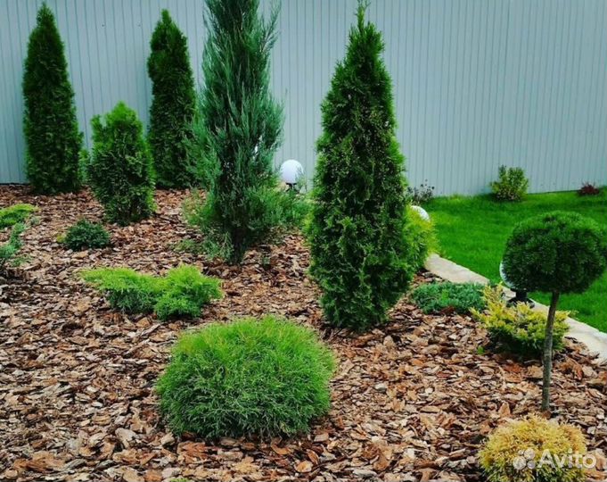 Кора Лиственницы