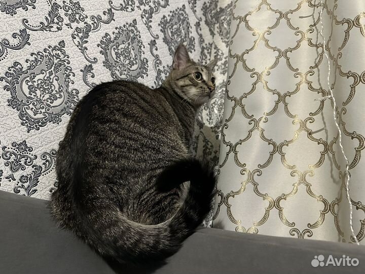 Кот в добрые руки