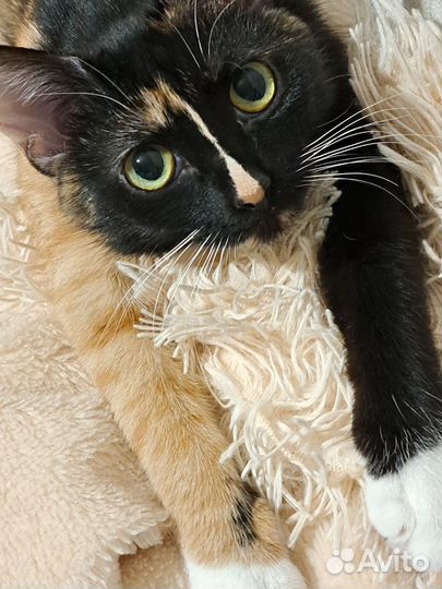 Кошка милашка