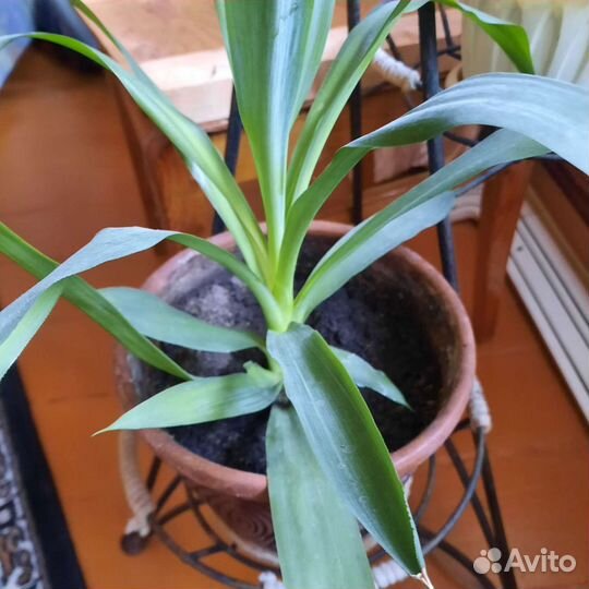 Юкка, декабрист