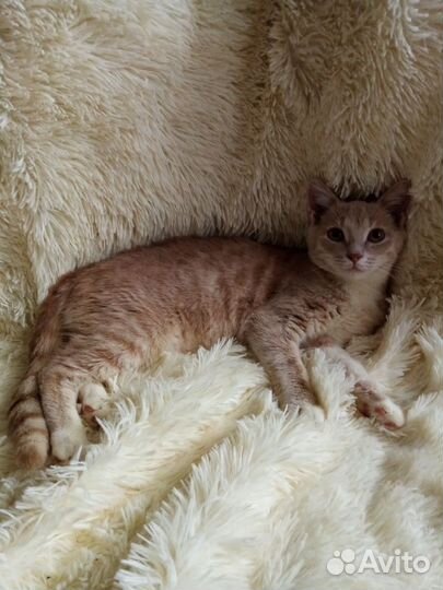 Персиковое очарование