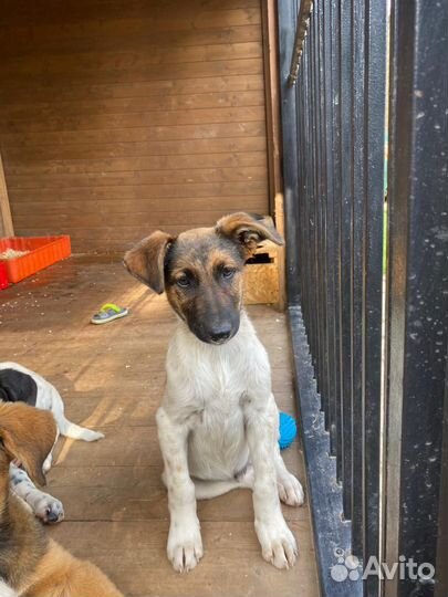 Щенок метис курцхаара бесплатно в добрые руки