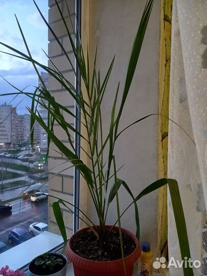 Финиковая пальма