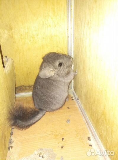 Шиншиллы домашнего разведения