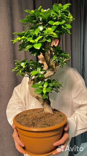 Фикус Бонсай