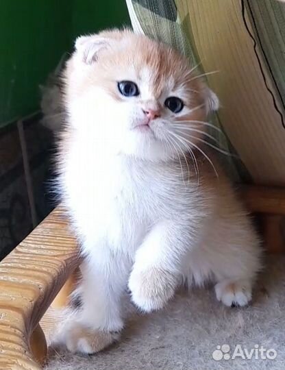 Золотой вислоухий мальчик. Ny 12 Питомник