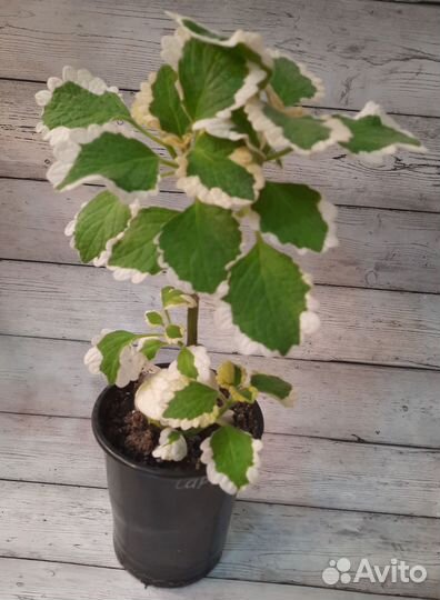 Плектрантус