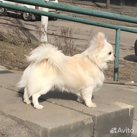 Чихуахуа Вязка кобель Крем Чемпион