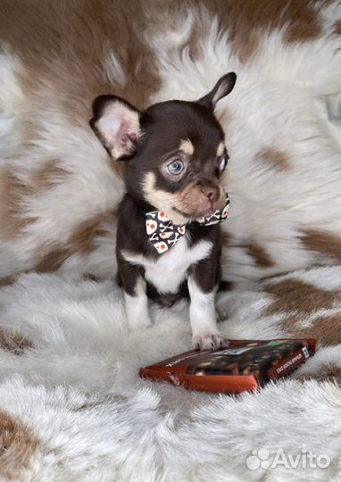 Шоколадный малыш Чихуахуа