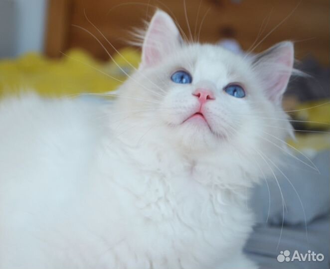 Прелестный синеглазый Регдолл блю биколор