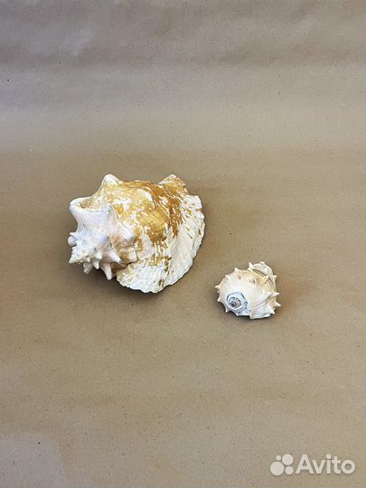Набор ракушек