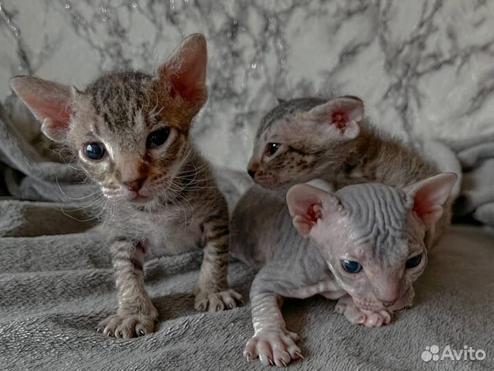 Донской сфинкс котята