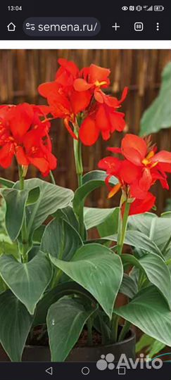 Цветы Канны