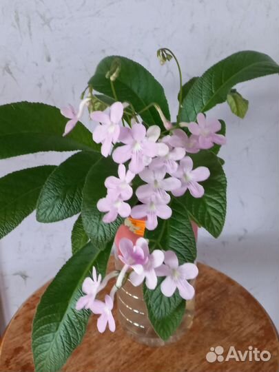 Стрептокарпусы-фрагмент листа