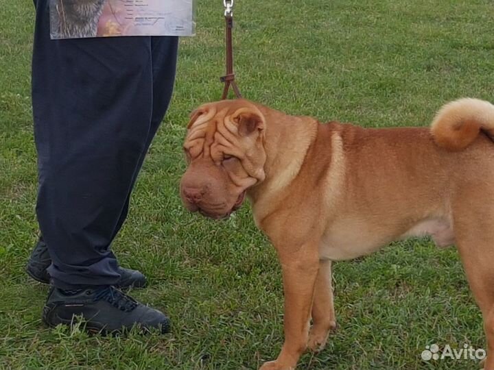 Шарпей вязка