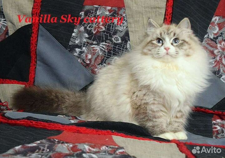 Чистопородные сибирские котята