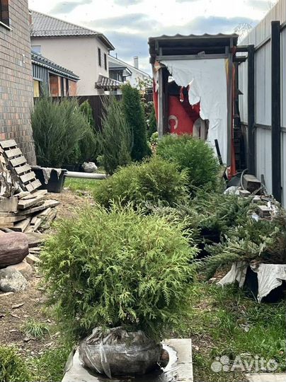 Туя Смарагд с доставкой с полей