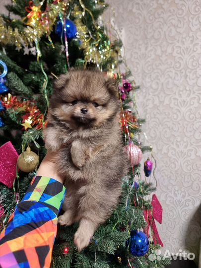 Померанский шпиц девочки и мальчики крем и рыжули