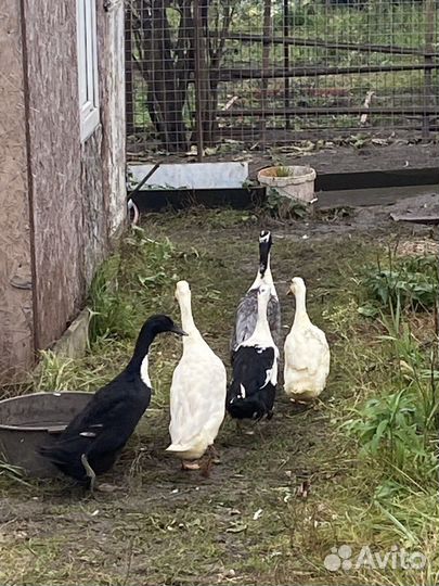 Утки индийский бегунок