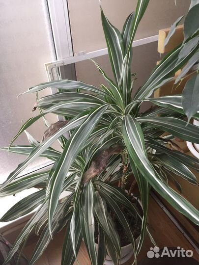 Драцена деремская полосатая