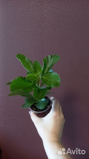 Каланхоэ цветущий оранжевый