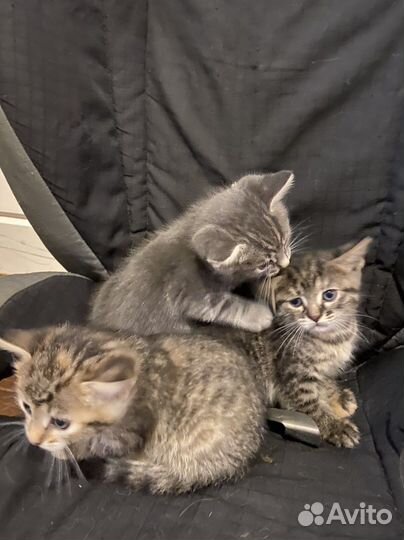 Котята в добрые руки даром