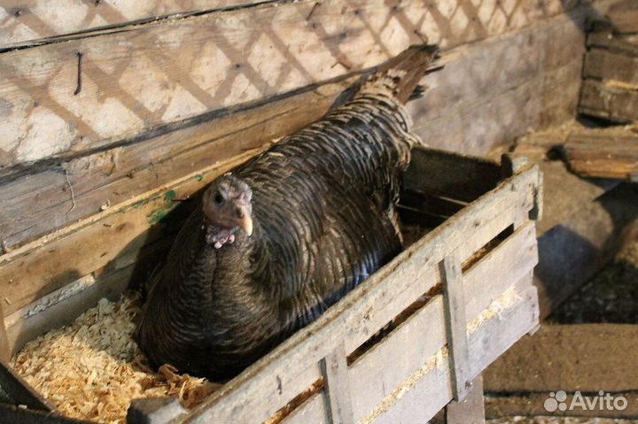 Индюшки несушки