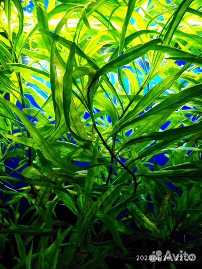 Аквариумные растения