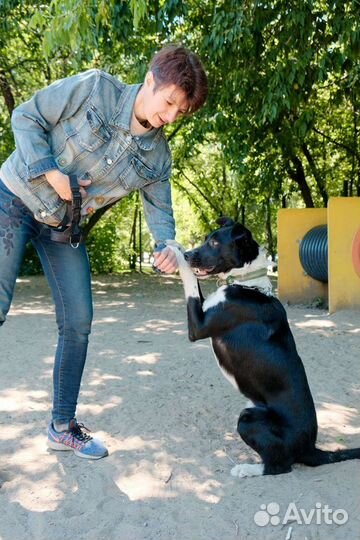 Метис бордер колли Тагир в поисках мампап