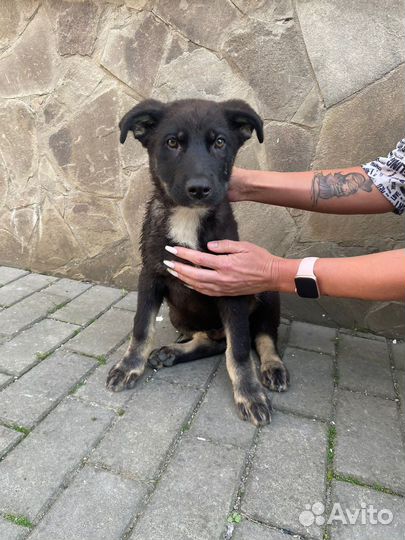 Щенок в добрые руки бесплатно