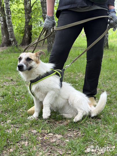 Трогательная Снежка ищет дом, в добрые руки