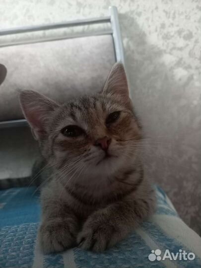 Кошка в дар