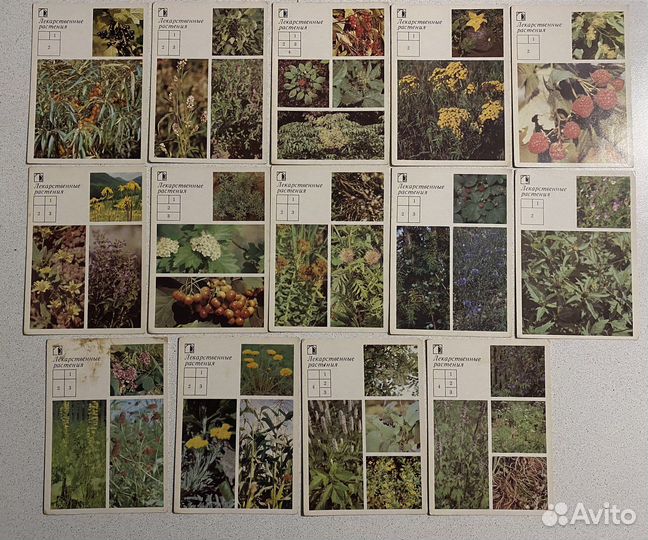 Карточки лекарственные растения
