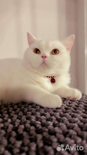 Кошка в дар бесплатно