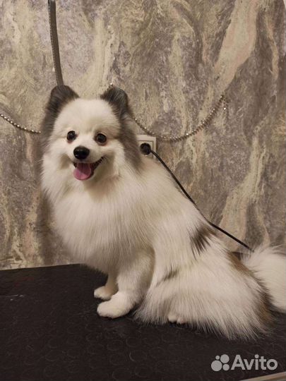 Немецкий шпиц