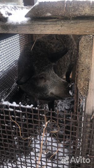 Хряк на племя