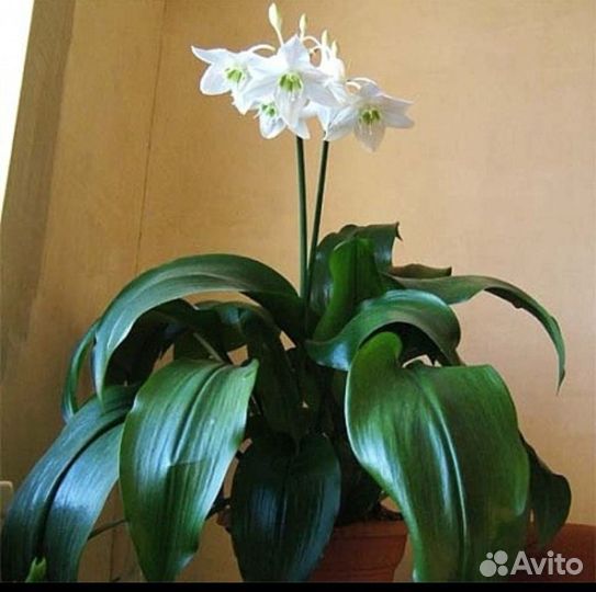 Эухарис амазонская лилия